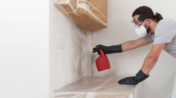 Professional Basement Mold Removal technician working in Arnold, MD